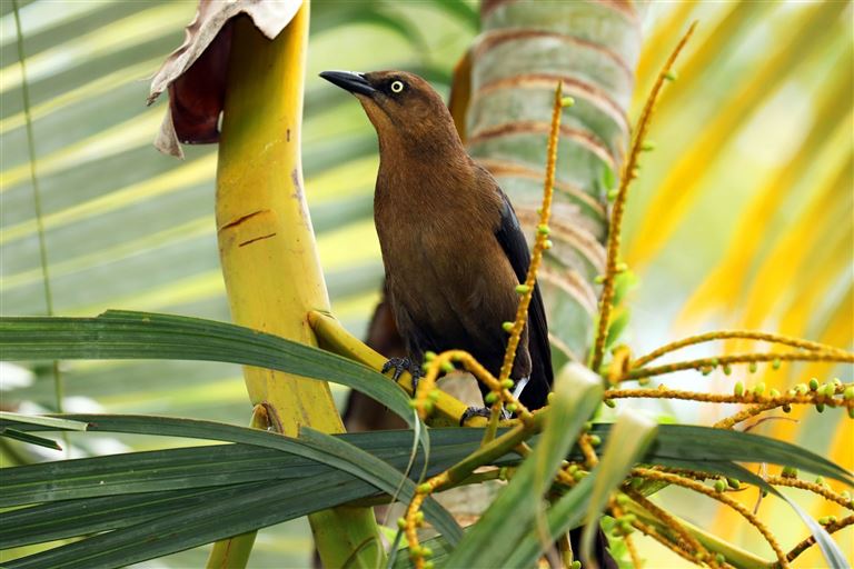 Costa Rica & Baden ©chuvipro/istock